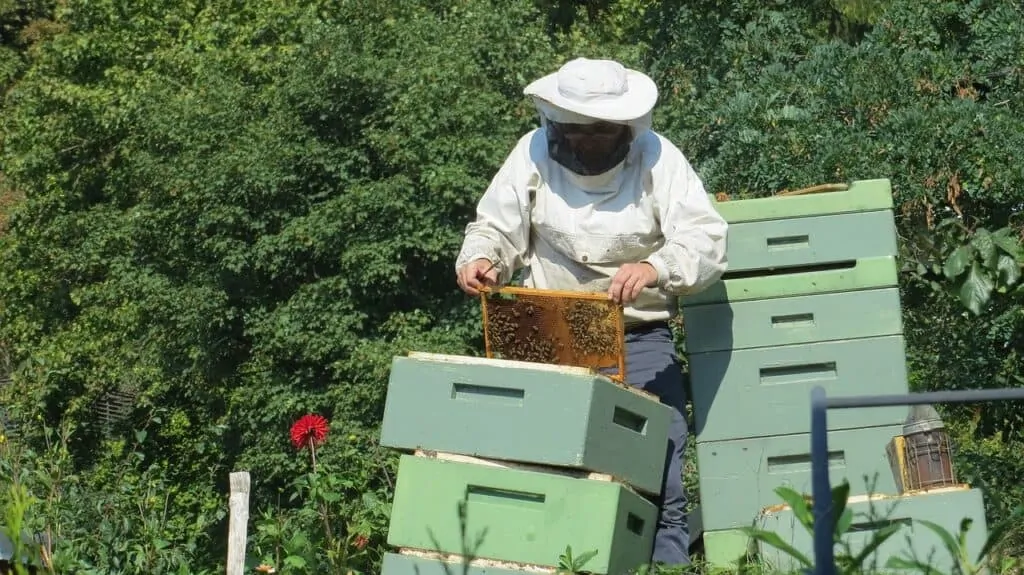 Beekeeper 941688 1280