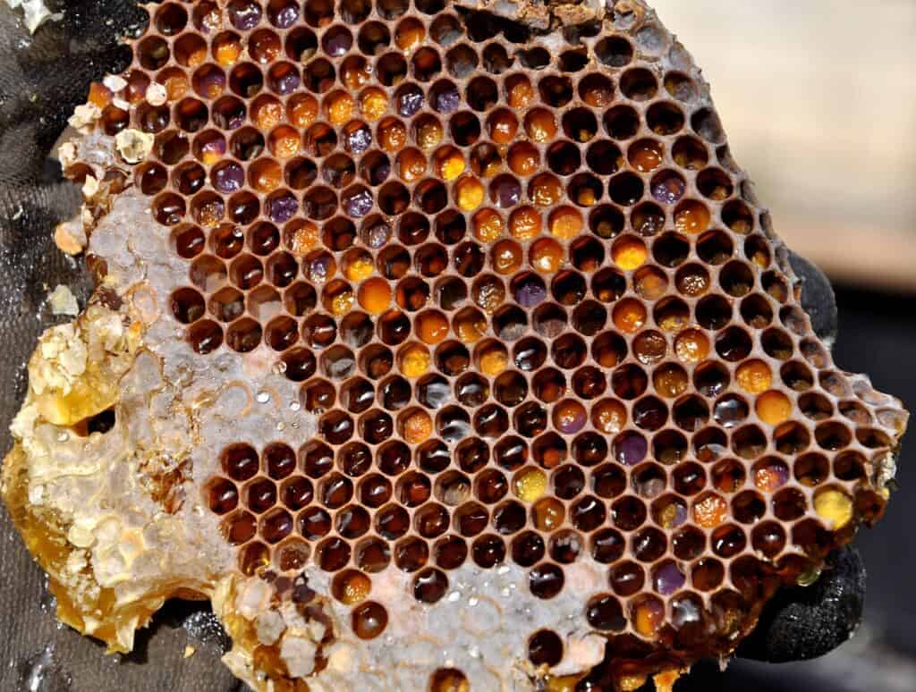 Honeycomb 2142730 1280